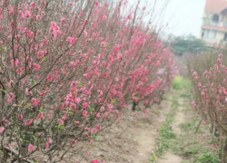 Hoa đào "cười", người Nhật Tân khóc ròng