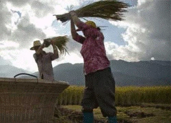 Khiếp hàng trong nước, dân Trung Quốc lùng mua gạo ngoại