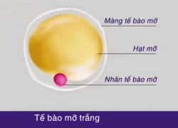 Loại bỏ mỡ trắng để thoát khỏi béo phì