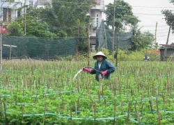 Nhà vườn thấp thỏm mùa hoa Tết