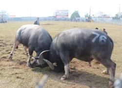 Những màn chọi trâu "nảy lửa" giữa Thủ đô