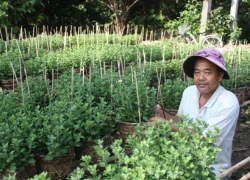 "Vương quốc" hoa kiểng tất bật cho mùa làm ăn lớn nhất năm