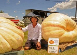 Bí ngô nặng hơn 743kg tại Australia