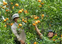 Cầu, sung, dừa, đủ... hốt bạc!