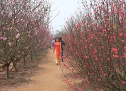 Đào Nhật Tân nở sớm, nhiều chủ vườn vẫn... bội thu