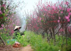 Đào, quất xuống phố