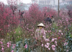 "Giá như đào Nhật Tân nở muộn dăm hôm nữa..."