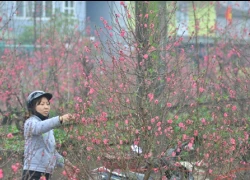 Hà Nội: Đào thế nở bung bét, dân buôn vừa bán vừa vứt