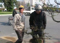 Mai, quất vắng người mua, hoa rẻ tiền hút khách