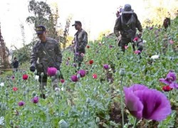 Myanmar, Thái Lan hợp tác tăng cường kiểm soát ma túy