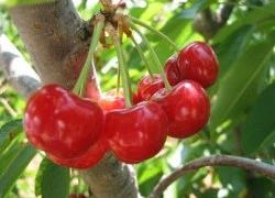 Những lợi ích tuyệt vời từ trái cherry