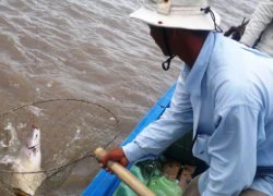 Phượt cùng "câu thủ" trên sông Tam Giang