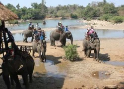 Ba tháng chết ba voi nhà