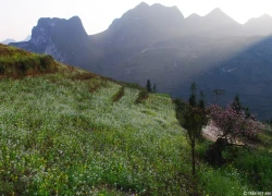 Bức tranh xuân ở Hà Giang