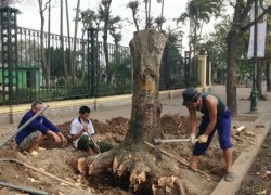 Chặt hạ cây xanh ở Hà Nội: Cần lắng nghe ý kiến của chuyên gia và người dân