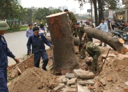 Chặt, thay 6.700 cây xanh: Phá vỡ cân bằng sinh thái