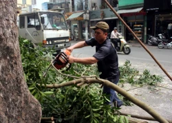 Chủ tịch Hà Nội: Không có chuyện "kiếm chác" trong việc thay thế cây xanh