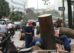 Công an Hà Nội không can thiệp phát ngôn về việc chặt hạ cây xanh