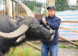 Công phu nghề săn "chiến binh hai sừng"