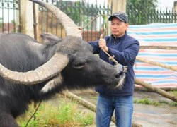 Công phu nghề săn "chiến binh hai sừng"