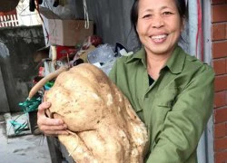 Đi tưới rau, đào được củ đậu "khủng" 15kg