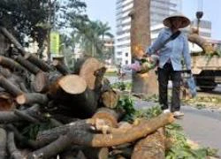 Dự án thay thế cây xanh HN: &#8220;Không có tiêu cực, lợi ích nhóm&#8221;