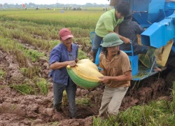 Gạo Việt sẽ đứng đầu thế giới