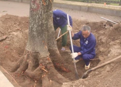 Hà Nội đã chặt hạ xong cây trên một số đường