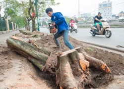 Hà Nội: Gần 36 triệu đồng để chặt hạ 1 cây xà cừ