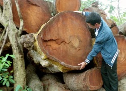 Hà Nội sẽ báo cáo Thủ tướng vụ chặt hạ, thay thế cây xanh