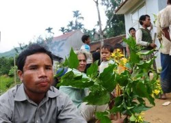 Học kém, thất tình... là tìm đến lá ngón