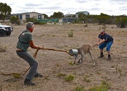 Hy hữu cảnh kangaroo bị kẹt đầu vào thùng nước