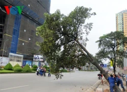 "Không có chuyện mua bán cây xanh"