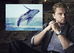 Leonardo DiCaprio hào phóng quyên tiền làm phim tài liệu về chú cá voi cô đơn