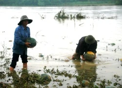 Mưa lũ gây thiệt hại gần 82 tỉ đồng và khiến một người tử vong