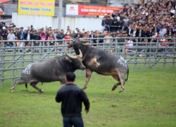 Những giọt mồ hôi trên sới chọi trâu