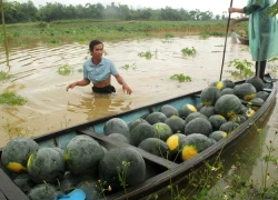 Nông dân Quảng Nam ngâm mình vớt dưa hấu vì lũ trái mùa