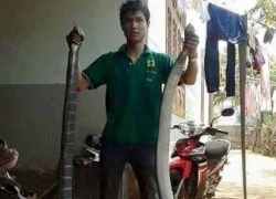 Tay không bắt hổ mang chúa cực khủng dài 5m, nặng 12kg