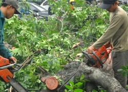 &#8220;Trồng cây mỡ thì 10 năm nữa cũng không có bóng mát đâu&#8221;