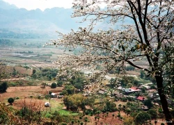 Vẻ đẹp của hoa ban và ruộng lúa Tây Bắc mùa xuân