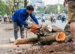 Vụ chặt hạ 6.700 cây xanh: Đình chỉ 3 cán bộ liên quan