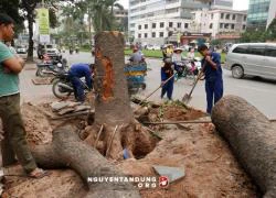 Vụ "tàn sát" cây xanh: Có thể khởi tố hình sự 4 tội danh?