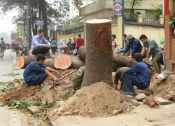 Bộ trưởng Nguyễn Văn Nên: "Chỉ có 3 loại cây được chặt"