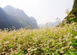 Chọn nơi ngắm hoa tam giác mạch đẹp ở Hà Giang