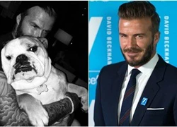 David Beckham "cứng đầu" để râu dù vợ không vừa lòng