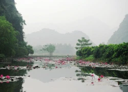 Đi chùa Hương, 'săn' hoa súng mùa nở rộ