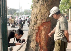 Hà Nội: Những vết cắt lạ trên hàng xà cừ đường Lê Duẩn