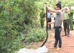 Hổ mang chúa dài 3 mét cắn chết phạm nhân