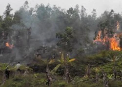 Hóa vàng ngày Thanh minh, hàng ngàn mét vuông vườn đồi cháy trụi