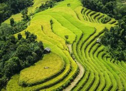 Hoàng Su Phì dát vàng mùa lúa chín